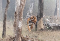 Tygr - Panthera tigris - Tiger o2010